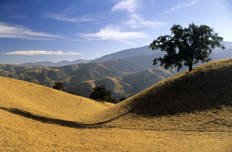 photo of sunlit hills and oak tree