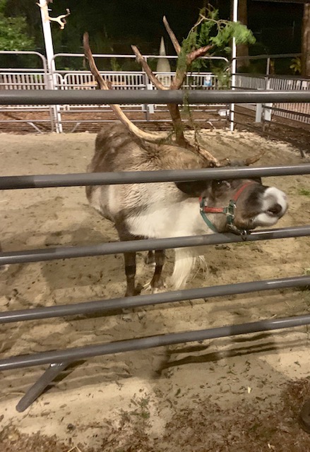 Reindeer - California Academy of Sciences