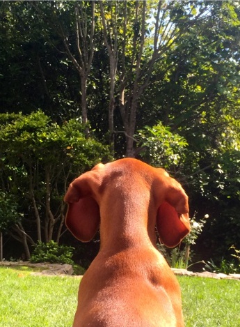 dog looking into the woods