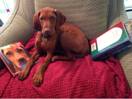 dog in reading chair