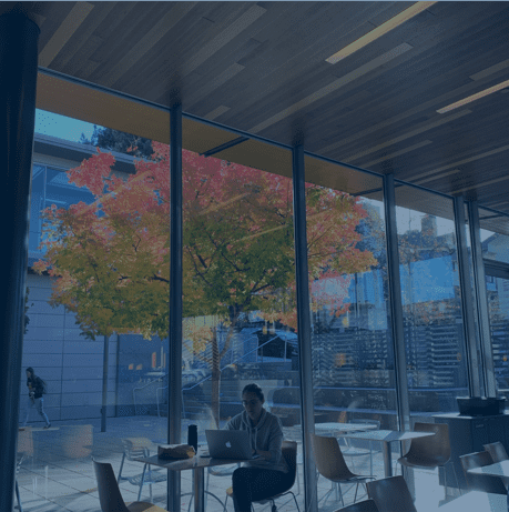 Tree reflected in glass wall - law school courtyard