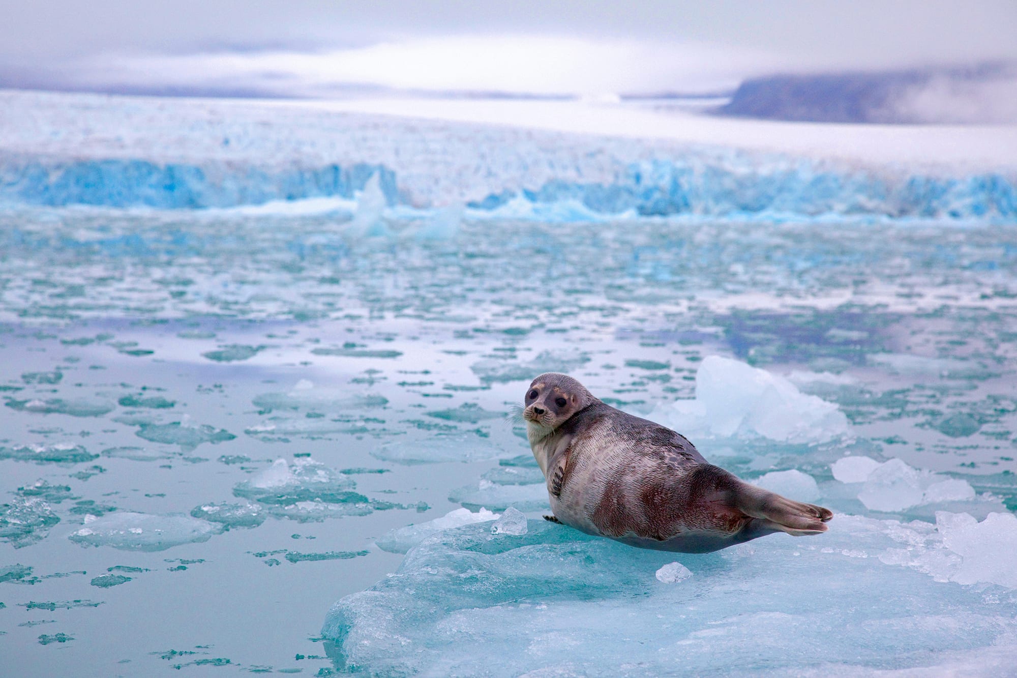 arctic ringed seal on ice