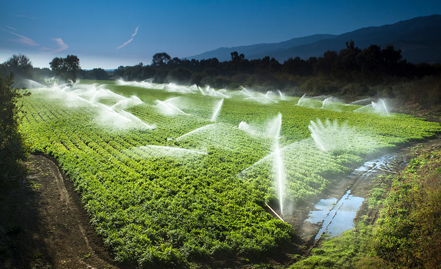 Large field of crops being watered by sprinklers